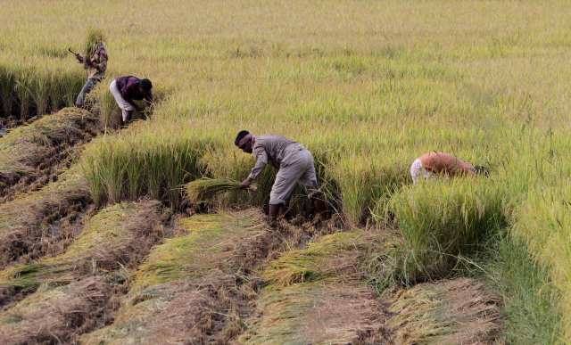 techniques of agriculture essay techniques of agriculture essay