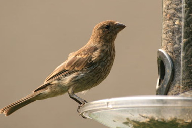 Build Your Own Eco Friendly Bird Feeder Treeliving